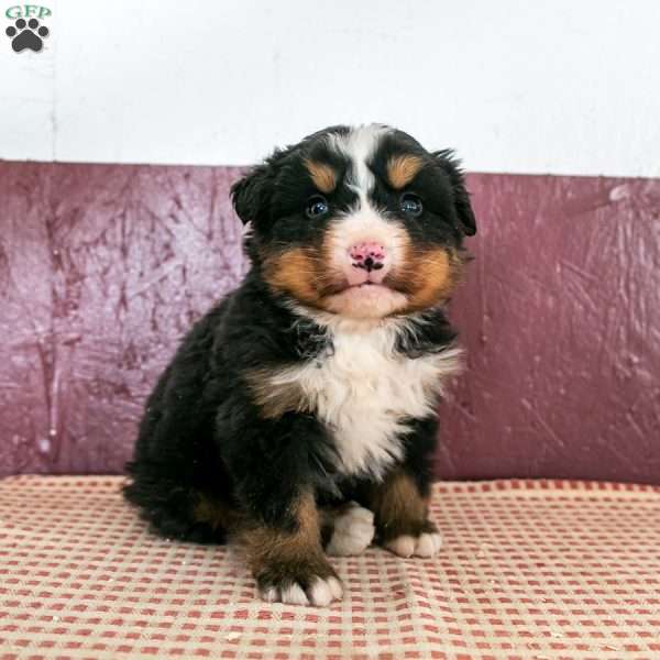 Will, Bernese Mountain Dog Puppy